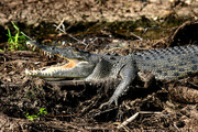 Krokodil, Australi&e
