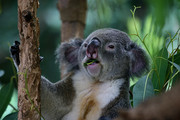 Een Koala eet een eu