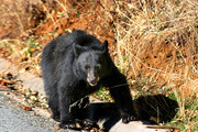 Zwarte beer in Sequo