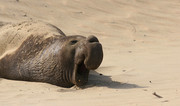 Zeeolifant in Califo